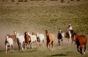 Cowboy driving a herd of horses in Montana