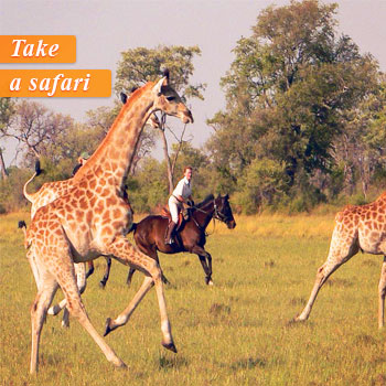 Take a Safari