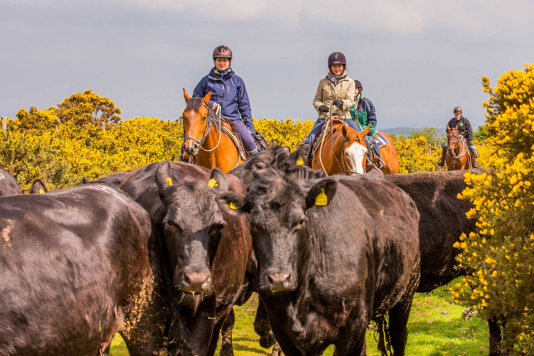 Cattle driving the UK, England