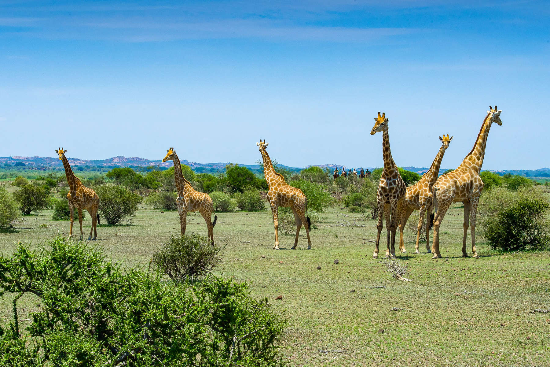 Giraffe and riders in Botswana, Mashatu