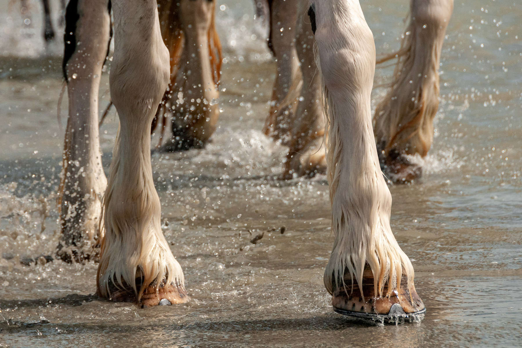 Horse hooves in the sand