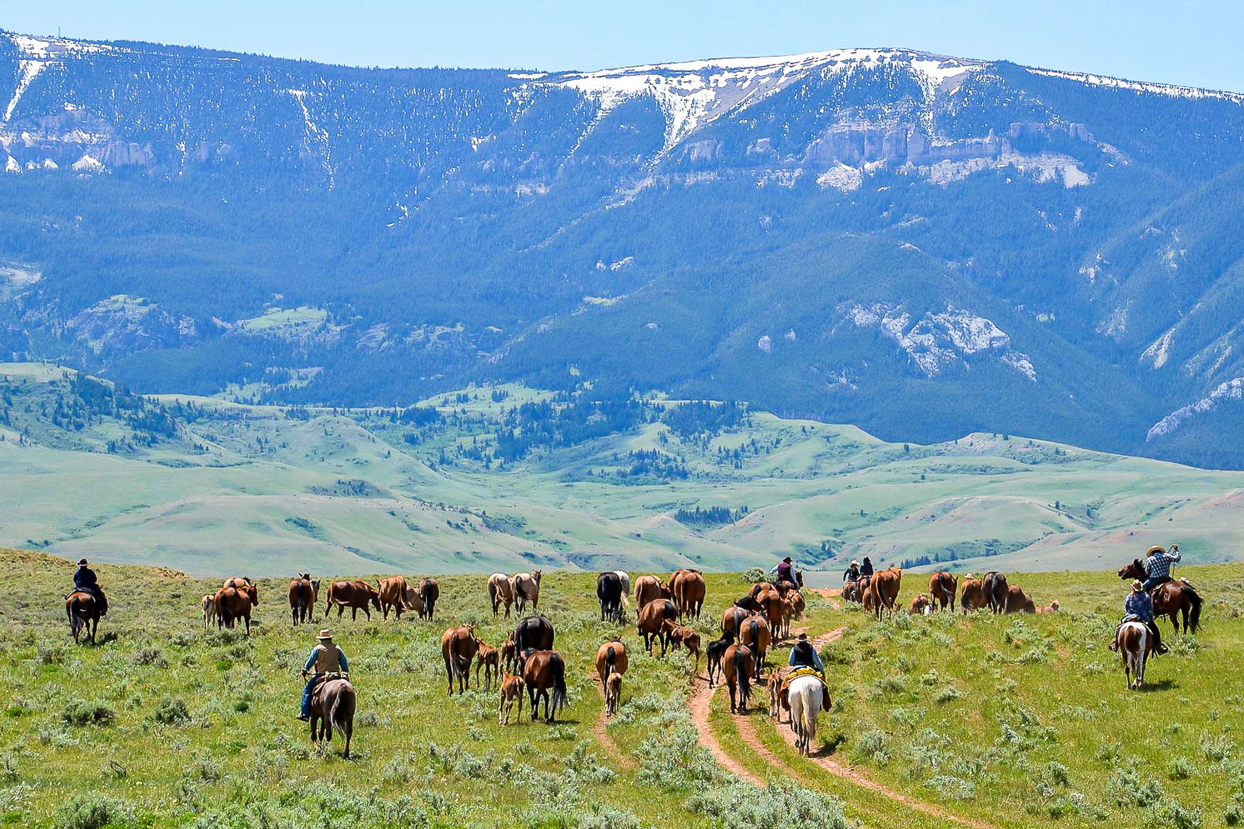 Loose horses in the Pryor mountains