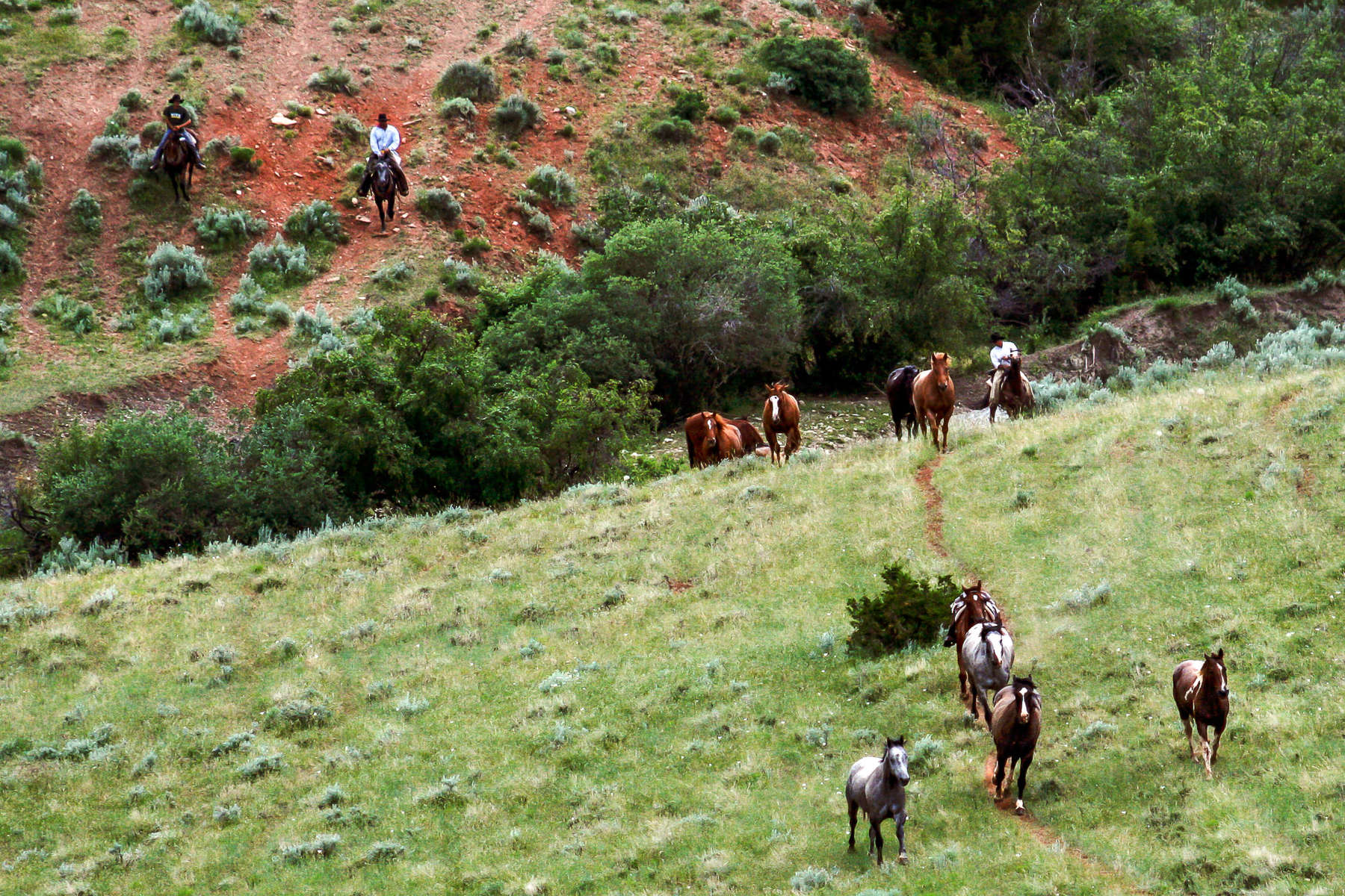 Rancher working with horses in Wyoming