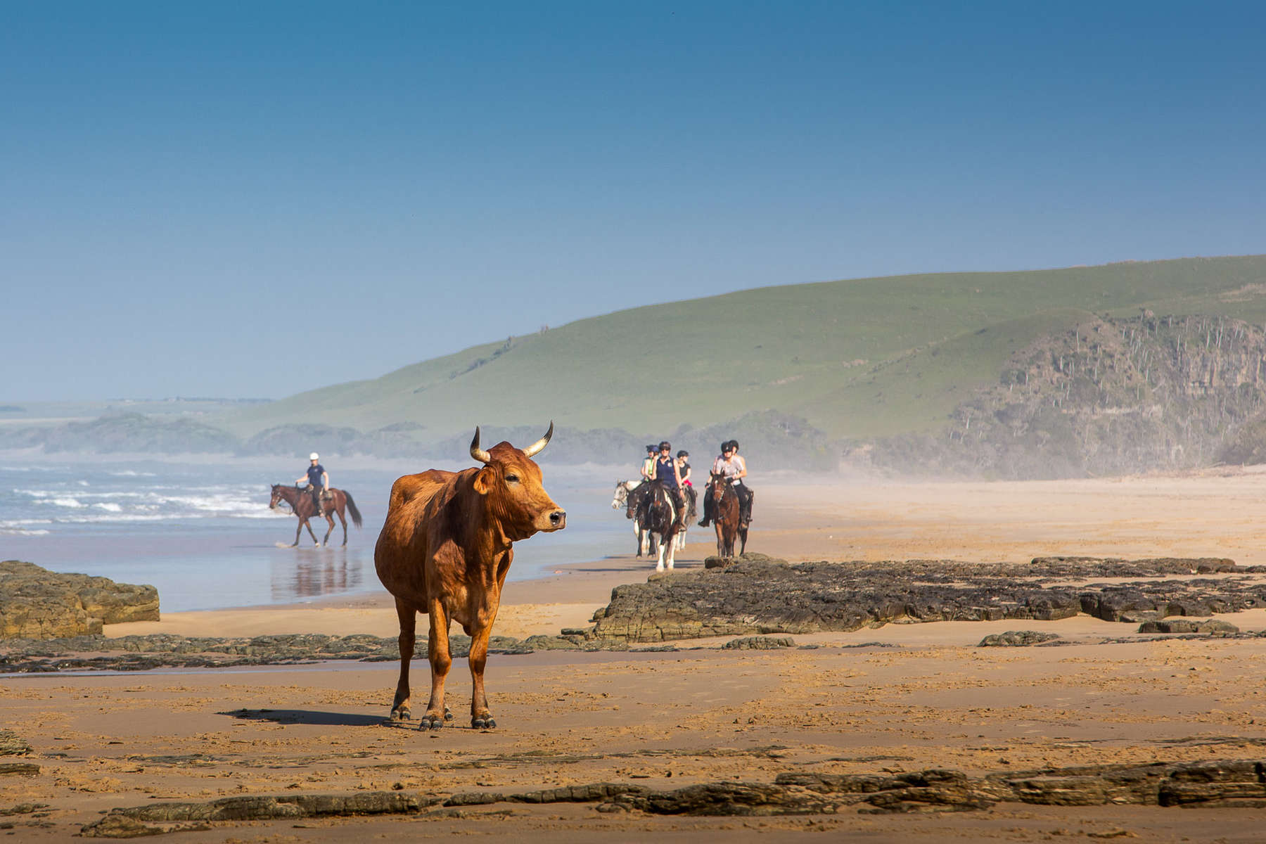 Riders and cows along the Wild Coast