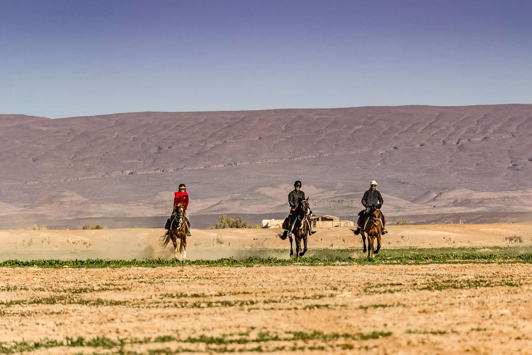 Riders cantering in a green part of the Sahara