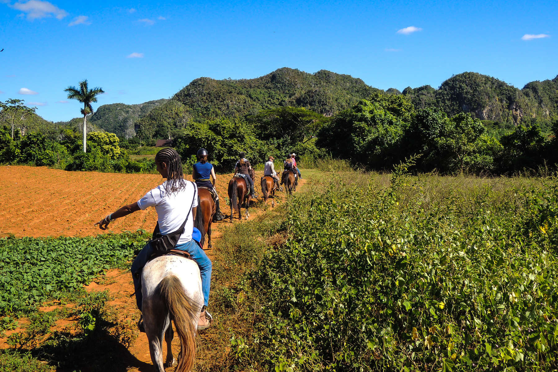 Riders riding through plantations in Cuba.