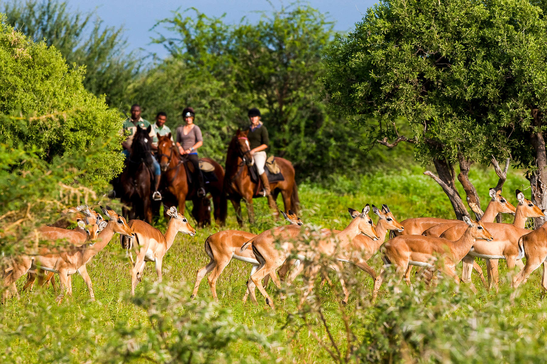 Riders watching impala in Botswana