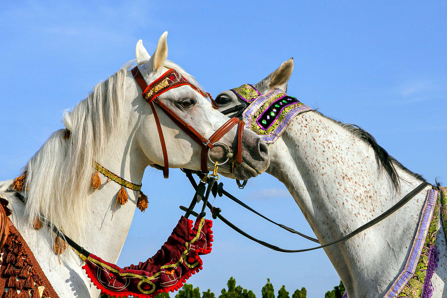 Two Arabian horses in Egypt