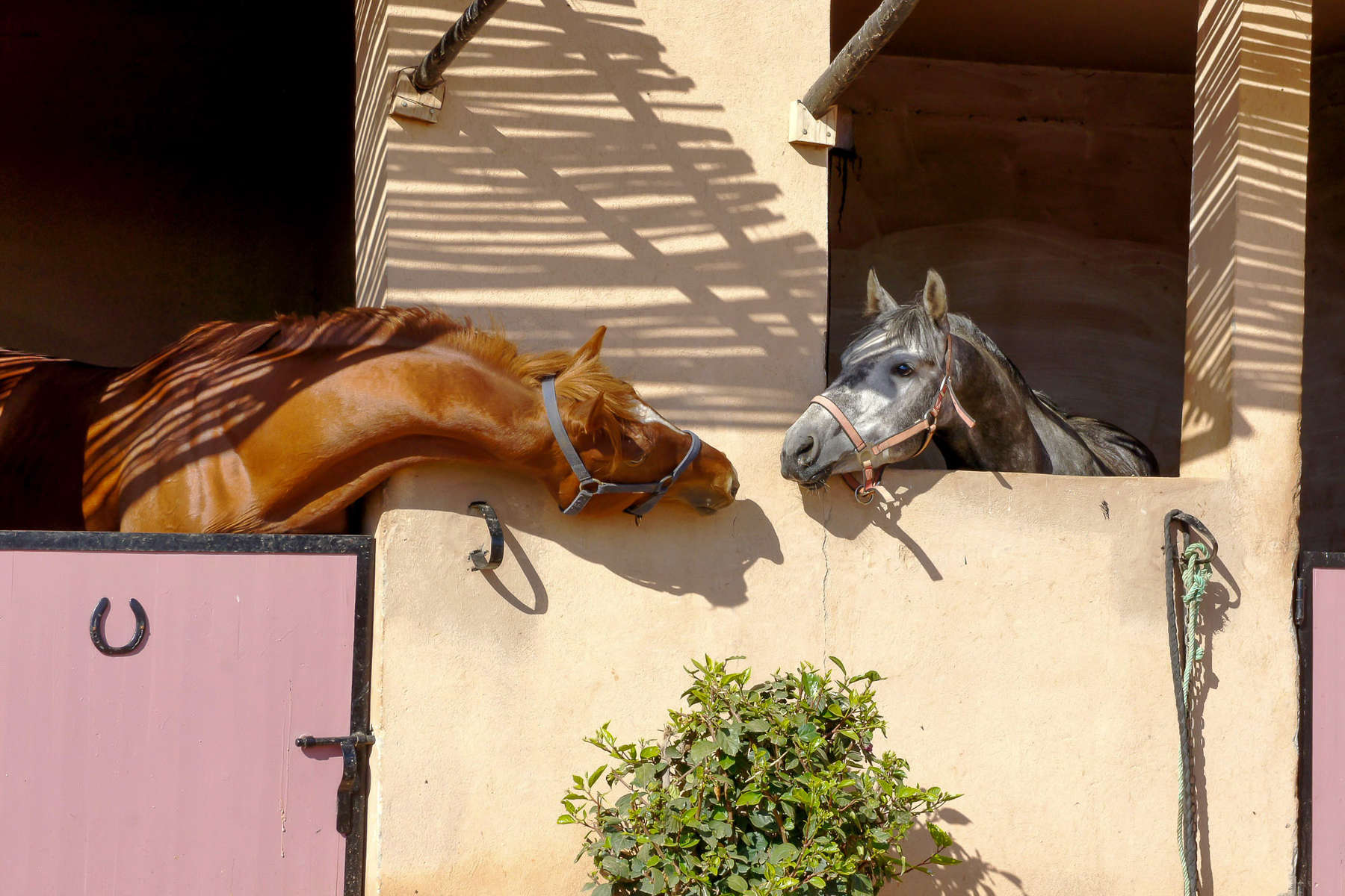 Two horses at Ranch les Gazelles
