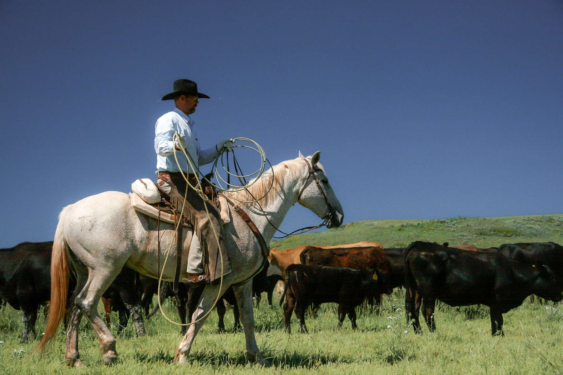USA Ranch vacation and a wrangler roping cattle