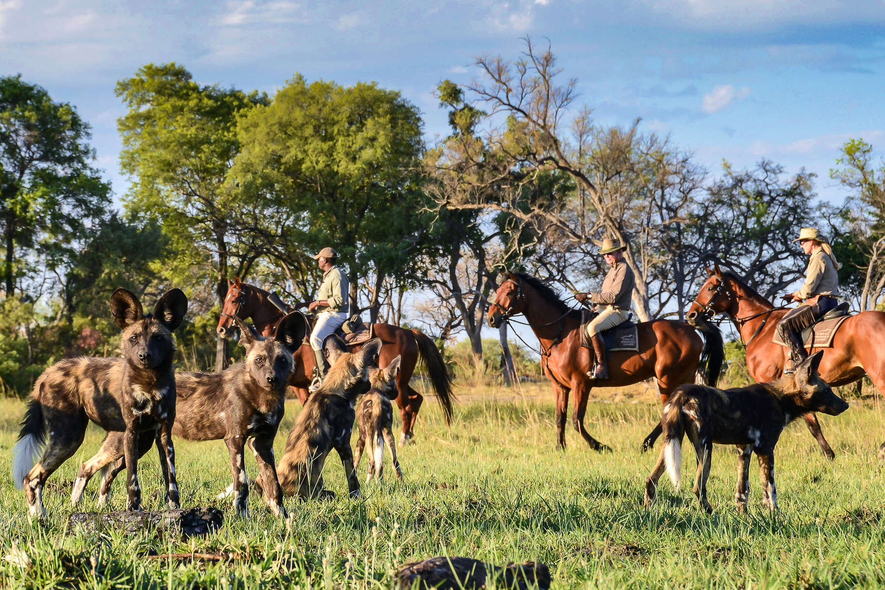 Wild dogs at Macatoo Camp, Botswana
