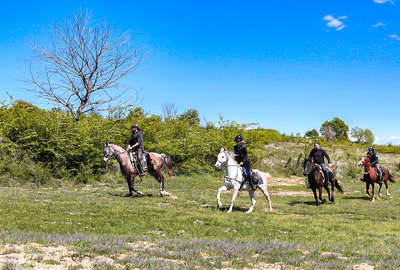 Cantering in the Bulgarian countryside