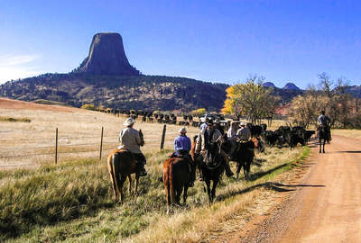 Cattle drive with the Devil's tower in the background