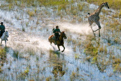 Galloping with a giraffe in the Okavango Delta