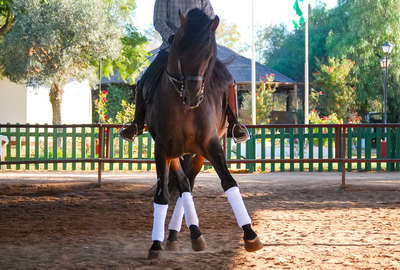 Horse performing dressage moves on a dressage horseback holiday in Spain