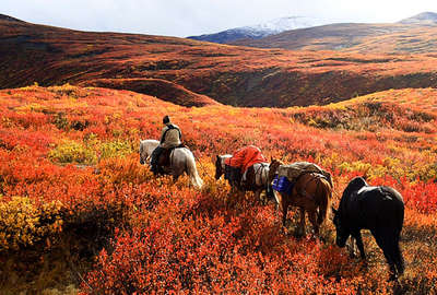 Horseback trail riding expedition  through the Yukon 
