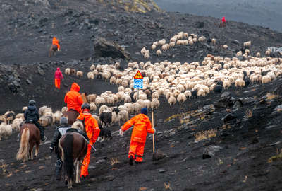 Horses and sheep in iceland