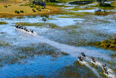 Riders after elephants in the Okavango, Botswana