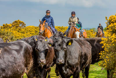 Riders pushing cattle on a cattle drive holiday in Devon