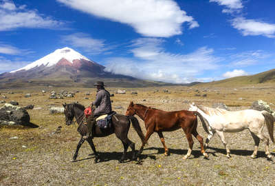 Trail guide leading horses on a trail riding expedition in Ecuador