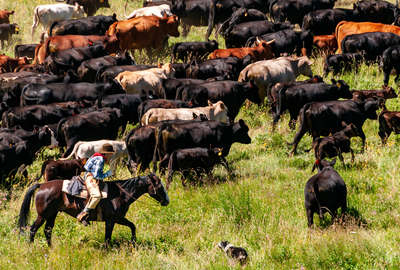 Young rider rounding up cattle on a cattle drive in Montana