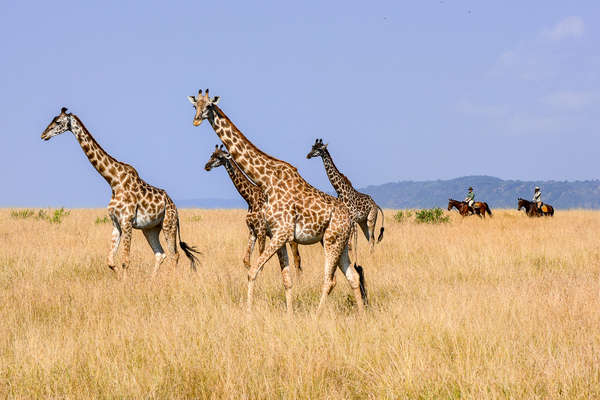 A dazzle of giraffe seen from horseback on safari in Kenya