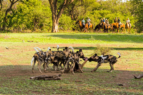 A group of wild dogs on a riding safari