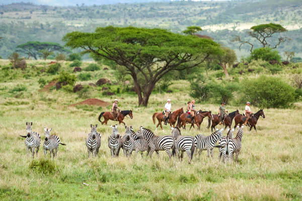 A herd of zebras with horseback riders in the background