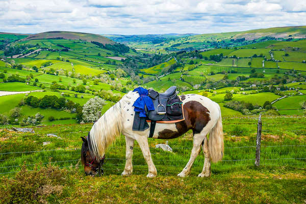 A horse in front of green rolling hills