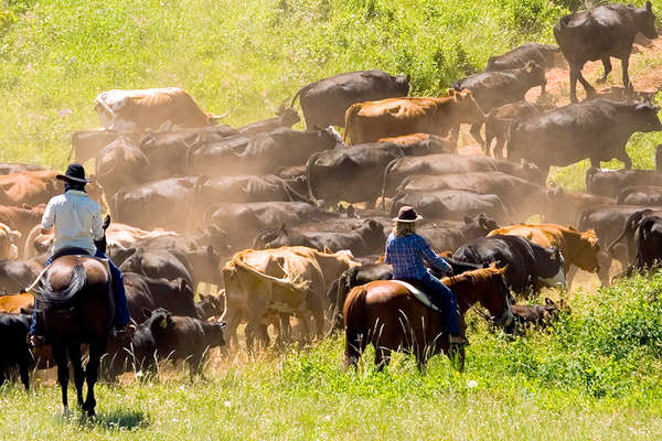 A working ranch with cattle drives USA