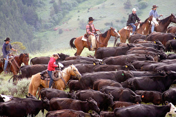 A working ranch with cattle driving in Montana USA