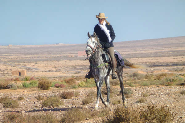 An arabian horse on a horseback holiday in Morocco