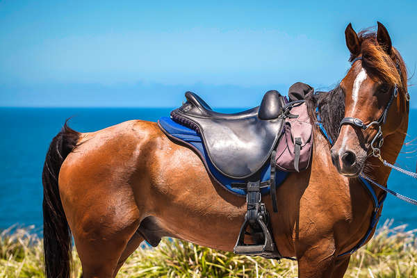 Arabian horse and endurance saddle seen during a trail riding holiday in Australia