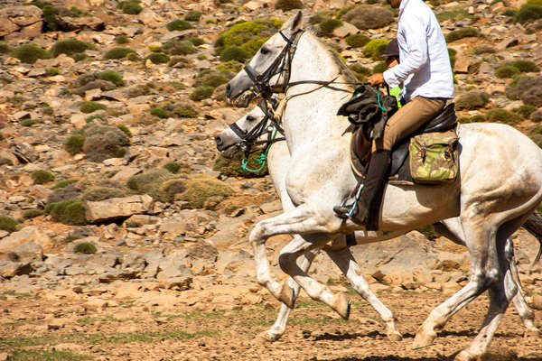 Barb and Barb Arab stallions used for a trail ride in Morocco
