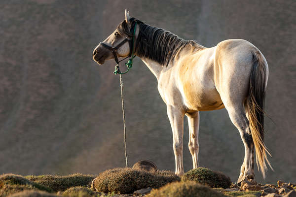 Barb horse waiting for his rider on ahorseback holiday