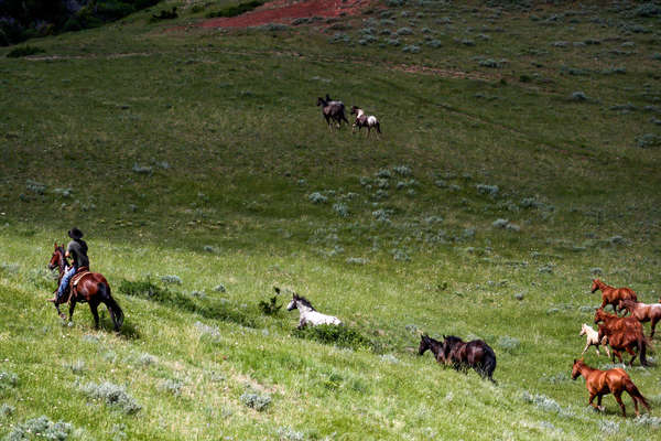 Cantering alongside a herd of horses in Wyoming