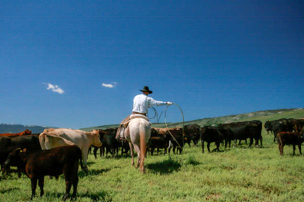 Cattle work at the TX ranch
