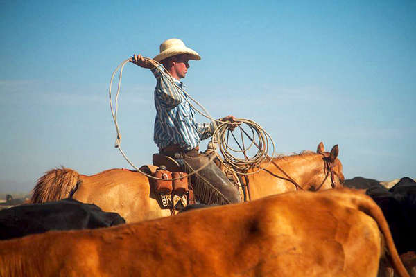 Cow-boy working with a lasso