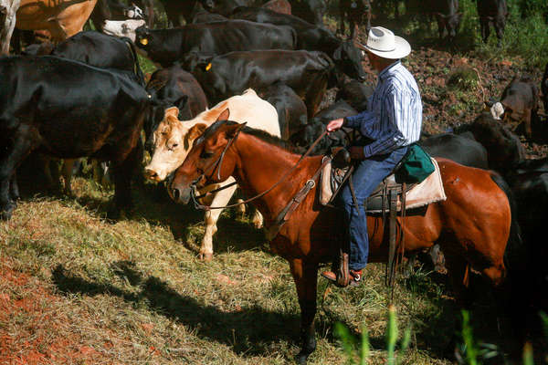 Cowboy and cattle in the USA on a ranch adventure