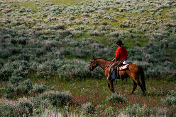 Cowboy riding across Montana, Pryor Mountains
