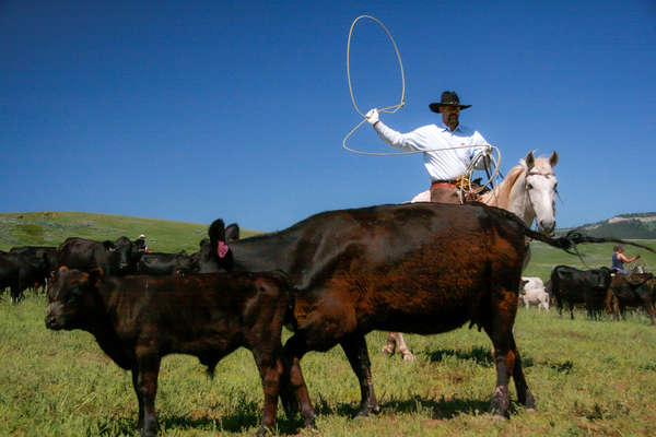 Cowboy roping a young calf on a ranch holiday