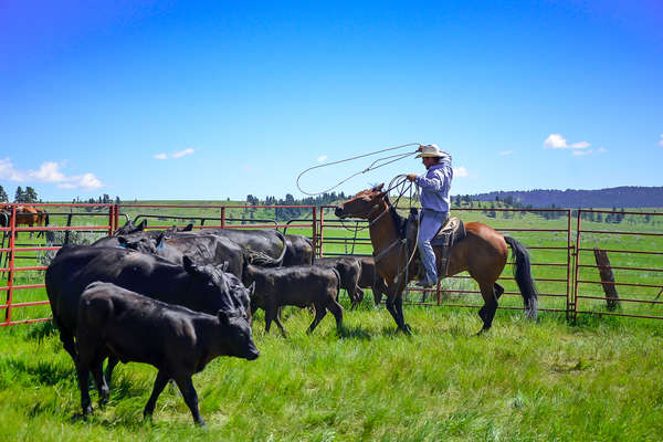 Cowboy roping calves in the USA