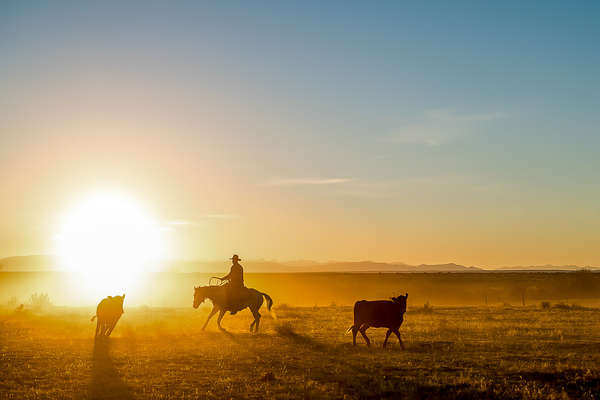 Cowboy working cattle in the early morning light in Colorado