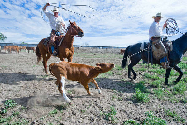 Cowboys roping a young calf during a branding day