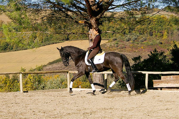 Dressage training in Italy 