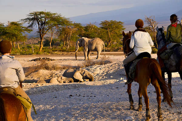 Elephant and horses in Tanznaia