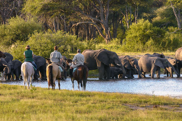 Elephants and horseback riders in Hwange, Zimbabwe