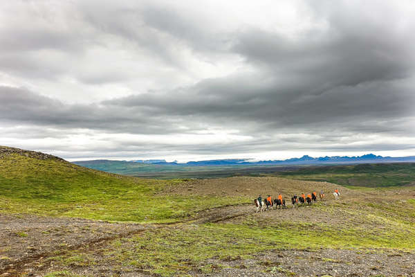 Equestrian trail ride in Iceland