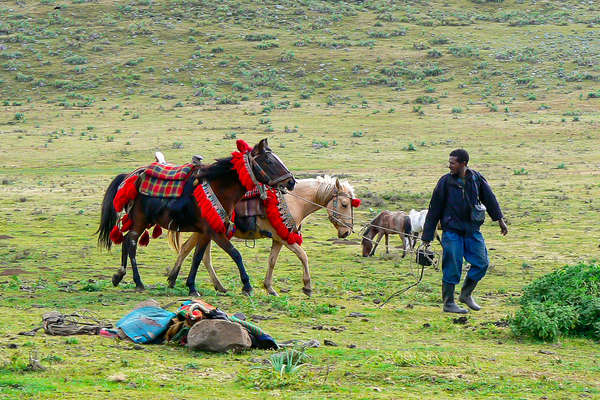Ethiopian guide leading two Oromo horses on a trail ride
