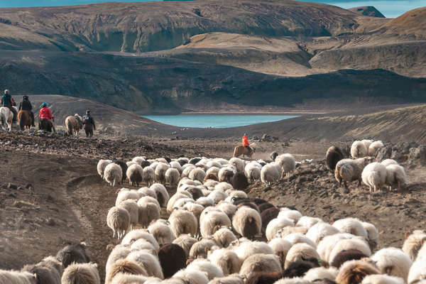 Gathering cattle by  a beautiful lake on horseback in Iceland